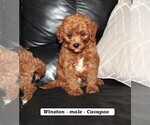 Small #2 Cavapoo