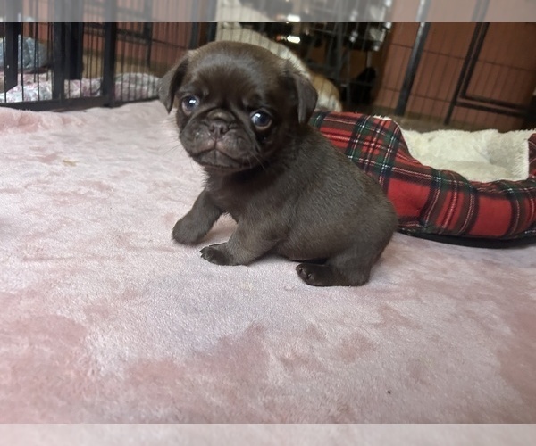 Medium Photo #76 Pug Puppy For Sale in BLOOMINGTON, IL, USA