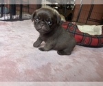 Small Photo #76 Pug Puppy For Sale in BLOOMINGTON, IL, USA