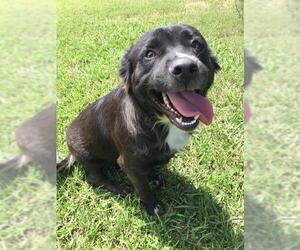 Collie-Unknown Mix Dogs for adoption in Grovetown, GA, USA