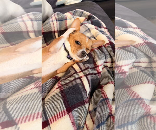 Medium Photo #3 Chihuahua Puppy For Sale in Lake Elsinore, CA, USA