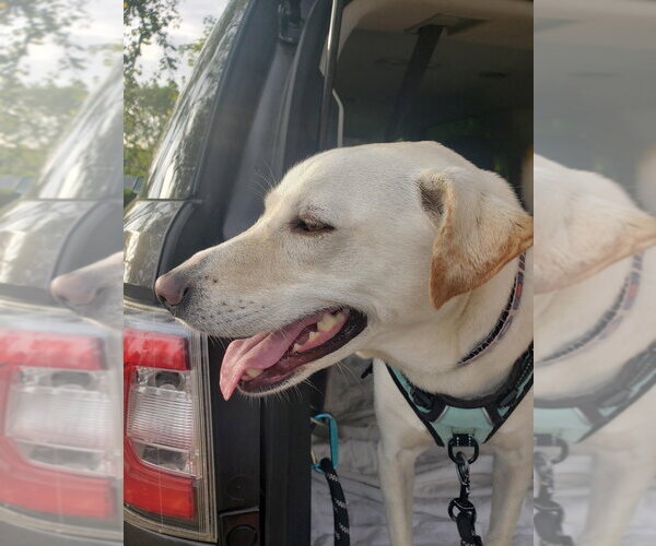 Medium Photo #8 Labrador Retriever-Unknown Mix Puppy For Sale in New York, NY, USA