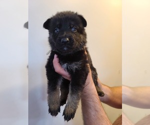 German Shepherd Dog Puppy for Sale in ENOLA, Pennsylvania USA