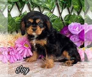 Cavalier King Charles Spaniel Puppy for sale in MIAMI, FL, USA