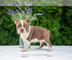 Boston Terrier Litter for sale in LAGRANGE, IN, USA