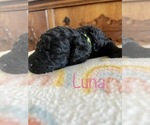 Small Photo #5 Goldendoodle Puppy For Sale in BRAWLEY, CA, USA