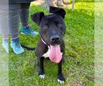 Small #1 American Pit Bull Terrier Mix
