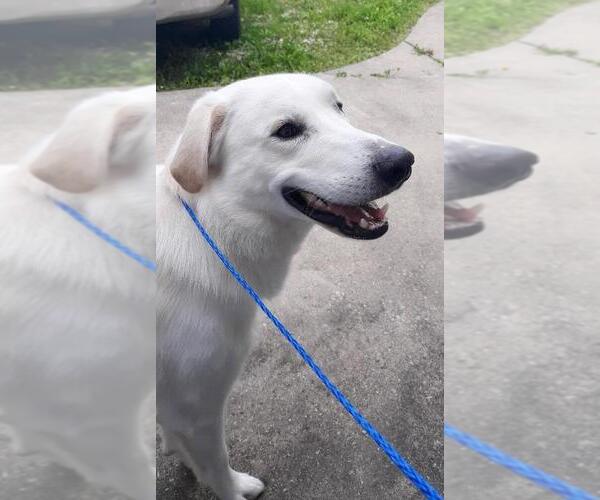 Medium Photo #7 Labrenees Puppy For Sale in Rootstown, OH, USA