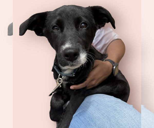 Medium Photo #2 Mutt Puppy For Sale in Rockville, MD, USA