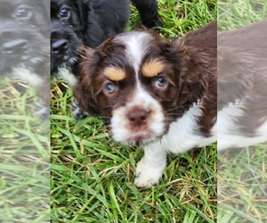 Cocker Spaniel Puppy for sale in KOKOMO, IN, USA