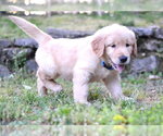 Small #2 Golden Retriever