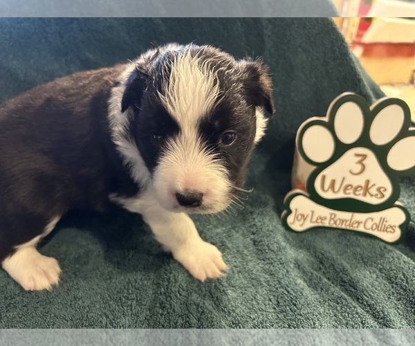 Medium Photo #1 Border Collie Puppy For Sale in GIDDINGS, TX, USA