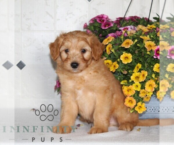 Medium Photo #4 Jack-A-Poo Puppy For Sale in KIRKWOOD, PA, USA