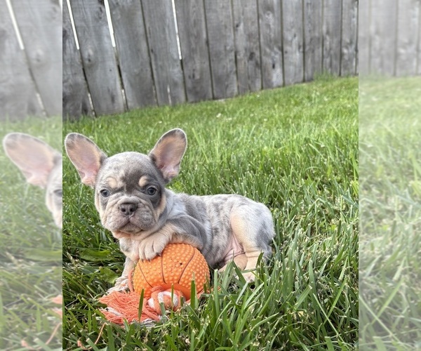 Medium Photo #2 French Bulldog Puppy For Sale in MIDDLEBURY, IN, USA