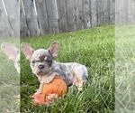 Small #1 French Bulldog
