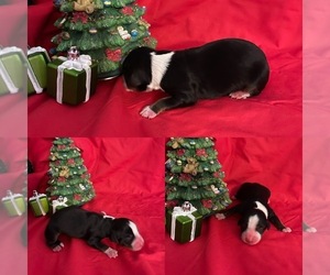 Miniature Australian Shepherd Puppy for sale in BROOKER, FL, USA