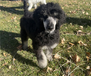 Poodle (Standard) Puppy for sale in VAUGHN, MT, USA
