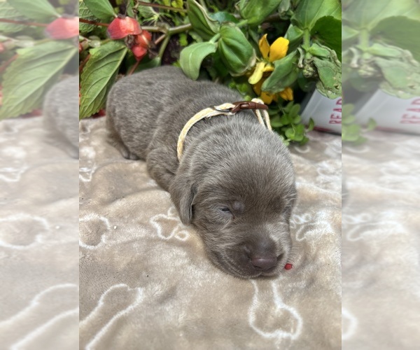 Medium Photo #5 Labrador Retriever Puppy For Sale in NEOLA, WV, USA