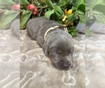 Small #4 Labrador Retriever