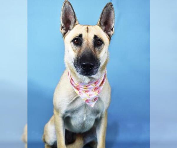 Medium Photo #2 German Shepherd Dog Puppy For Sale in Bakersfield, CA, USA