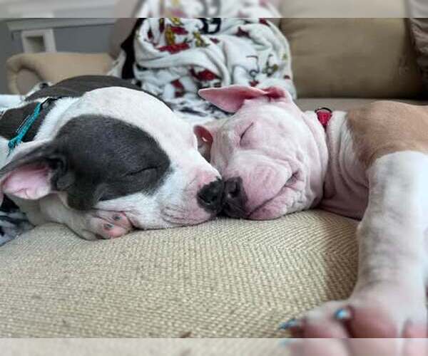 Medium Photo #8 Mutt Puppy For Sale in Spotsylvania, VA, USA