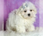 Small Photo #22 Maltese Puppy For Sale in WARSAW, IN, USA