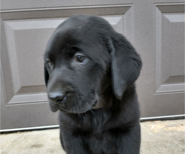 Medium Photo #3 Labrador Retriever Puppy For Sale in SOUTH WAYNE, WI, USA
