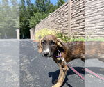 Small Mutt