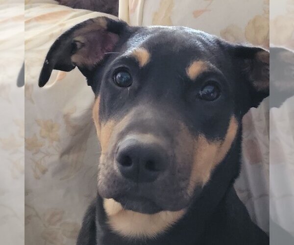 Medium Photo #4 Staffordshire Bull Terrier-Unknown Mix Puppy For Sale in Spring, TX, USA