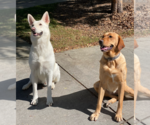 Small #3 white german shepherd Mix