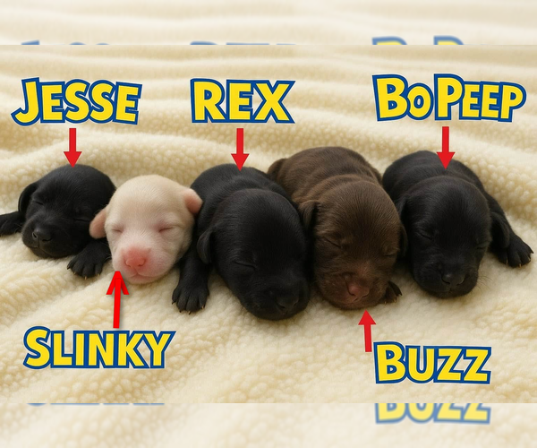 Medium Photo #3 Cavapoo (Miniature)-Saint Berdoodle Mix Puppy For Sale in MILLVILLE, MN, USA