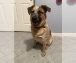 Small #10 Labrador Retriever Mix