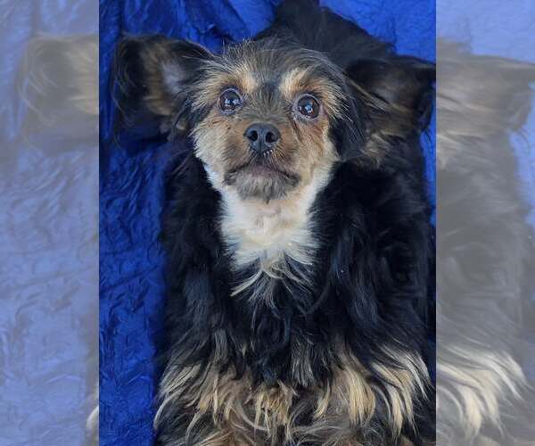 Medium Photo #1 Mutt Puppy For Sale in Cuba, NY, USA