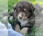 Small Photo #14 Australian Shepherd Puppy For Sale in MORROW, OH, USA