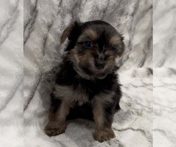 Medium Photo #2 Yorkshire Terrier Puppy For Sale in MOUNT CARMEL, PA, USA