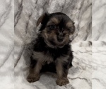 Small #1 Yorkshire Terrier