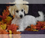 Small #1 Bichpoo