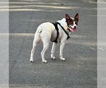 Small #3 Jack-Rat Terrier