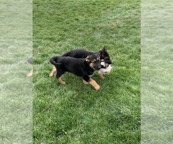 Medium Photo #1 German Shepherd Dog Puppy For Sale in CRKD RVR RNCH, OR, USA
