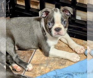 Boston Terrier Puppy for sale in FLINT, MI, USA