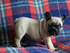 Small Photo #2 English Bulldog Puppy For Sale in FREDERICKSBG, OH, USA