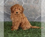 Small Photo #4 Poodle (Miniature) Puppy For Sale in MILL HALL, PA, USA