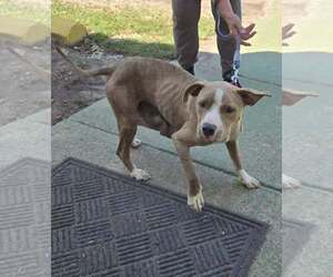 Valley: At shelter - Female Mutt Dog for Adoption - Photo #7