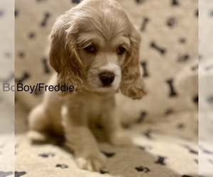 Cocker Spaniel Dogs for adoption in SUMTER, SC, USA