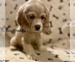 Small Photo #1 Cocker Spaniel Puppy For Sale in SUMTER, SC, USA