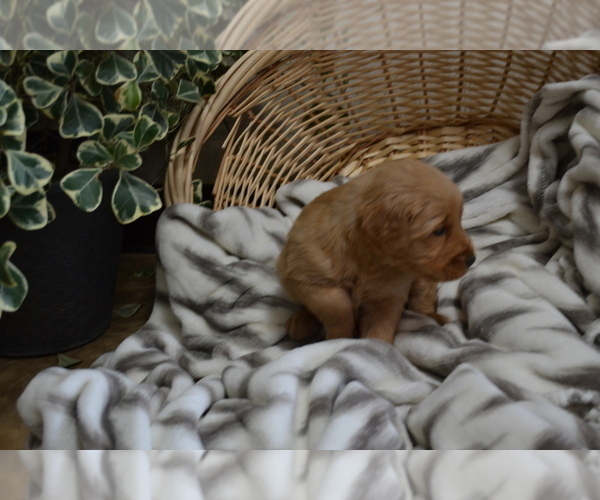 Medium Photo #1 Golden Retriever Puppy For Sale in GREENWOOD, WI, USA