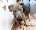 Small #3 Labrador Retriever-Mountain Cur Mix