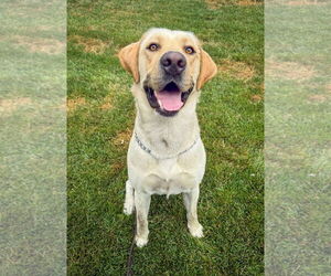 Labrador Retriever Dogs for adoption in San Diego, CA, USA