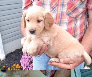 Medium Golden Retriever