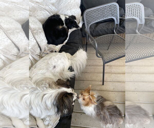 Medium Photo #8 Mutt Puppy For Sale in Sandy, UT, USA